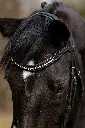 _AM17167-PS.webp