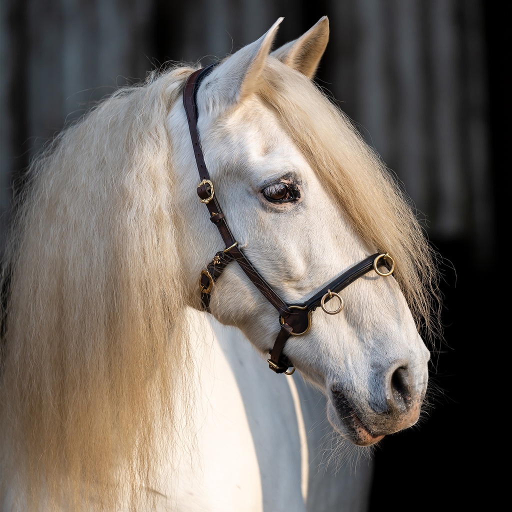 Outlet Cavesson Conde Soft Connection