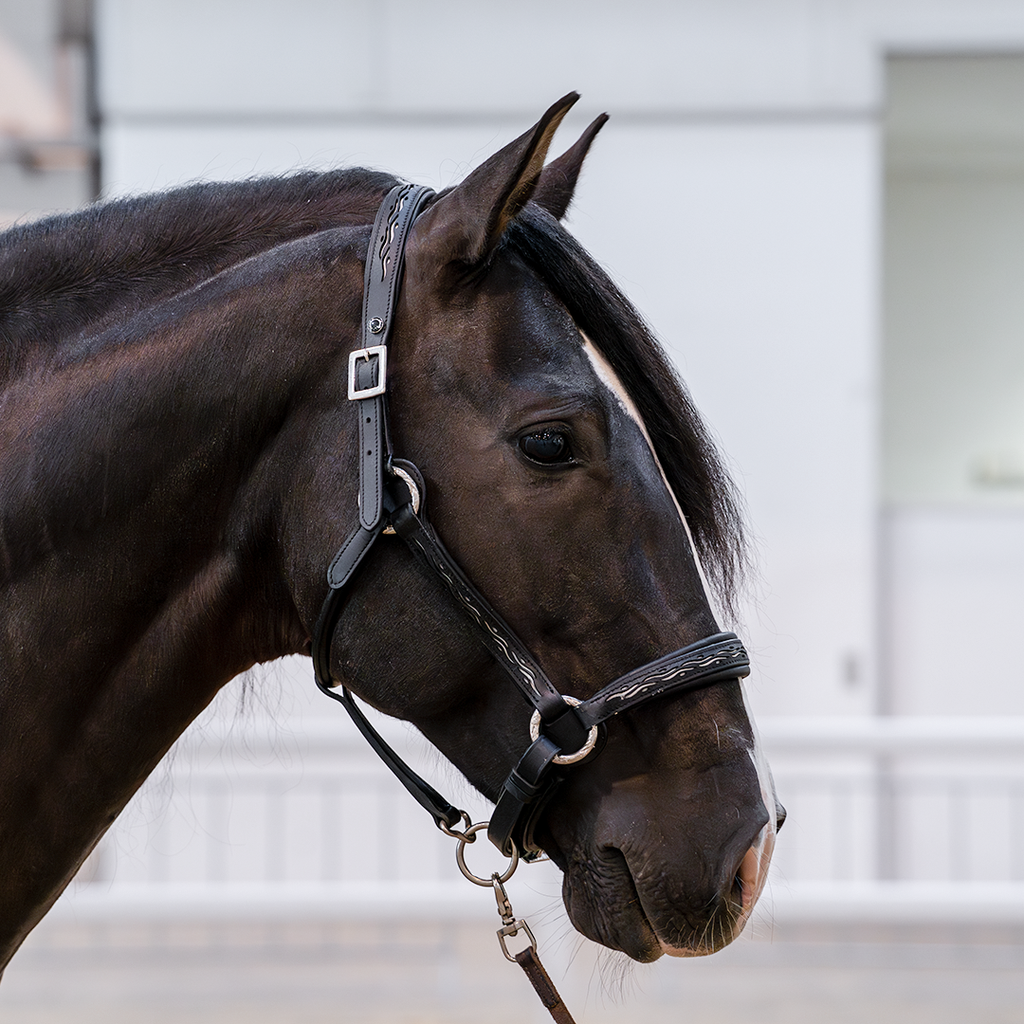 Lederhalfter Kenzie Dysli 