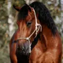 Knotenhalfter geflochten