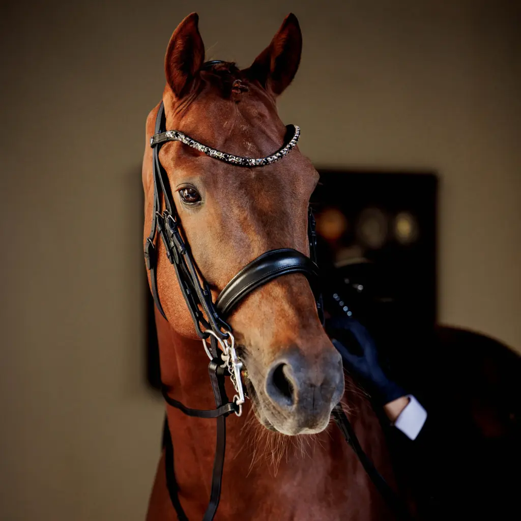 Briglia da dressage Passion
