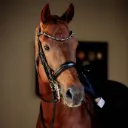 Briglia da dressage Passion