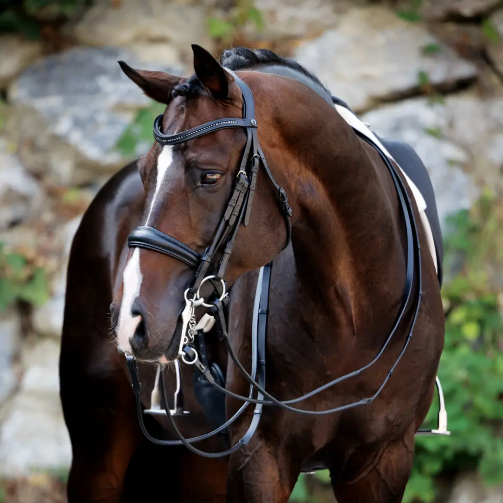 Infinity Double Bridle