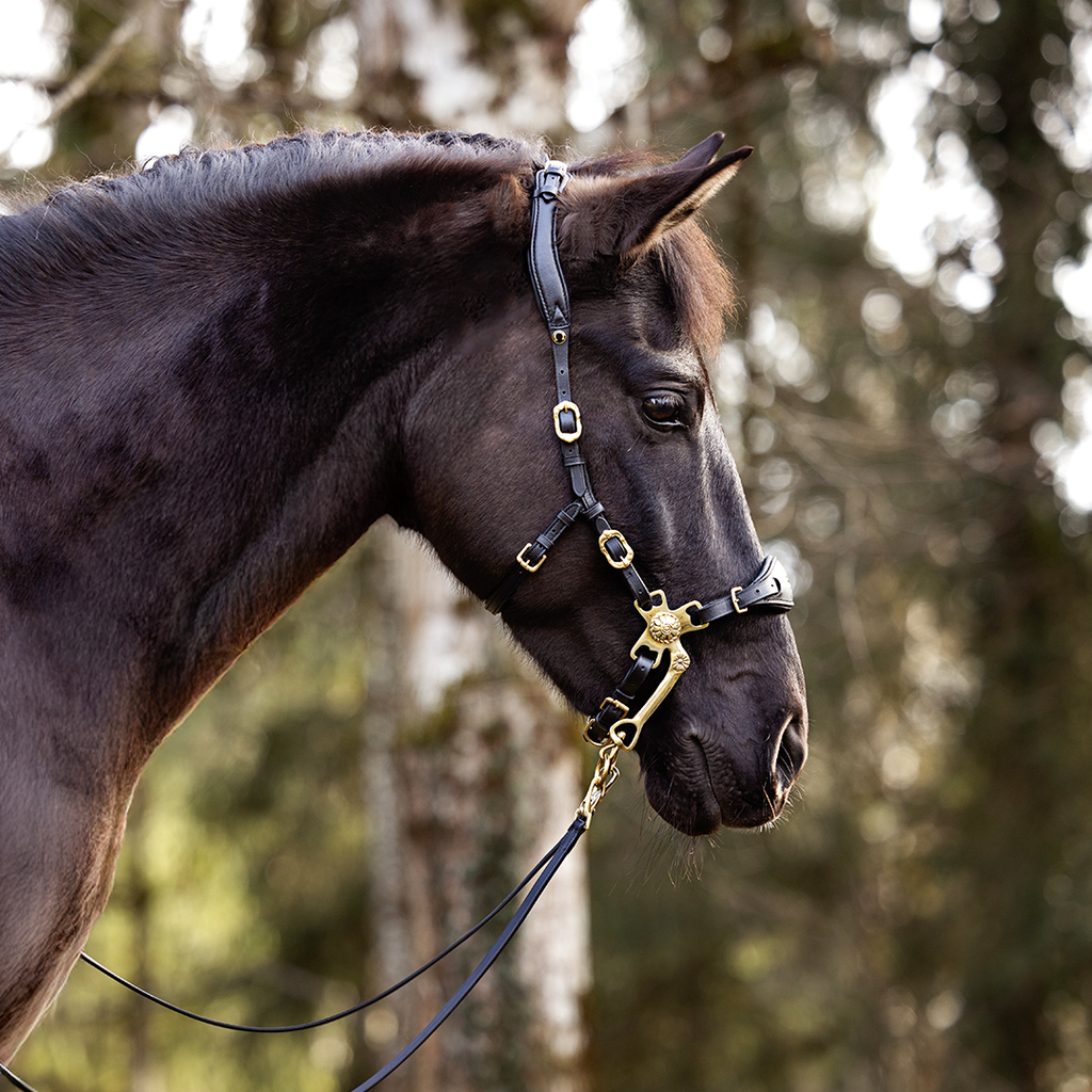 Barock Hackamore Majestic