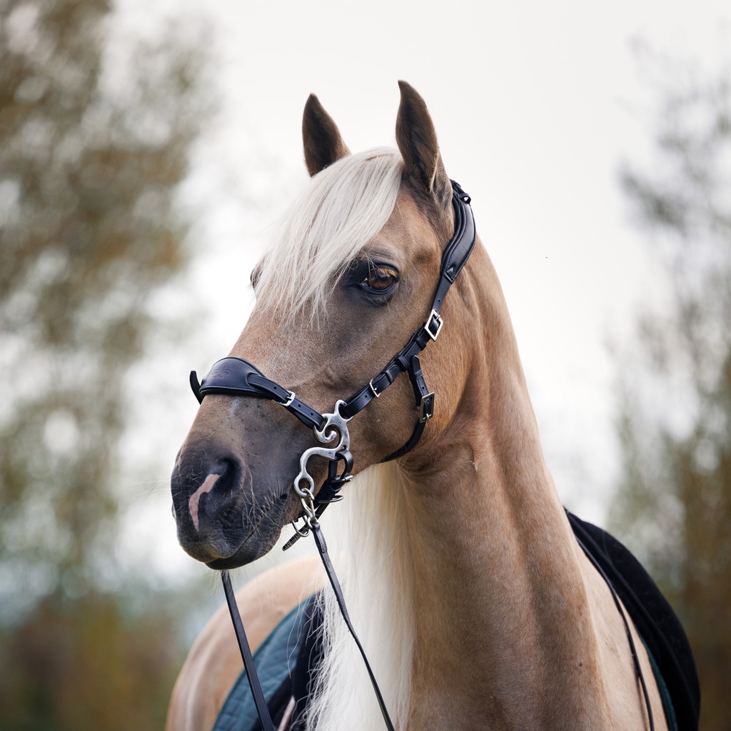Hackamore Conde Campo