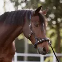 FlowMotion Cavesson