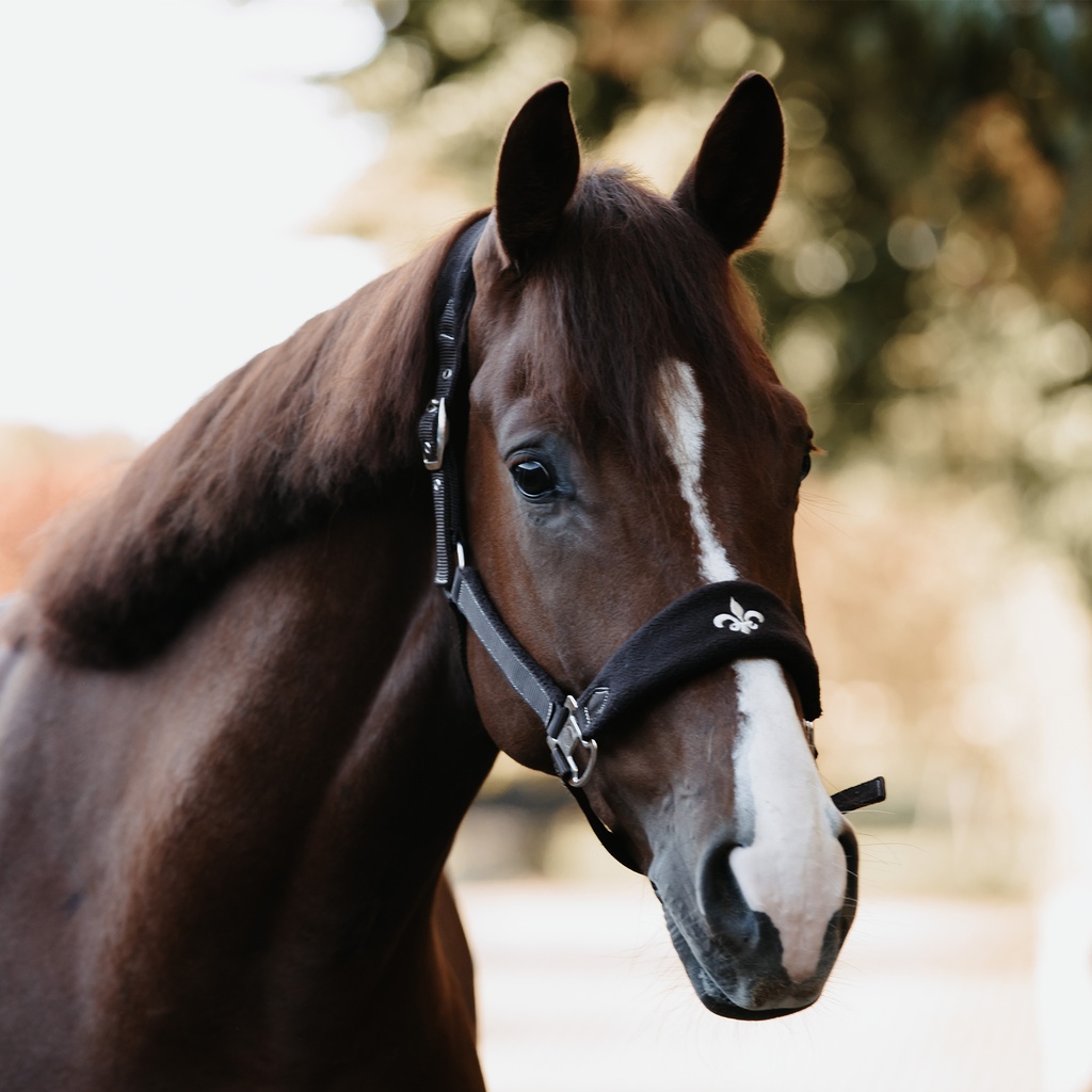 Fleece Halfter Lilly mit Führstrick