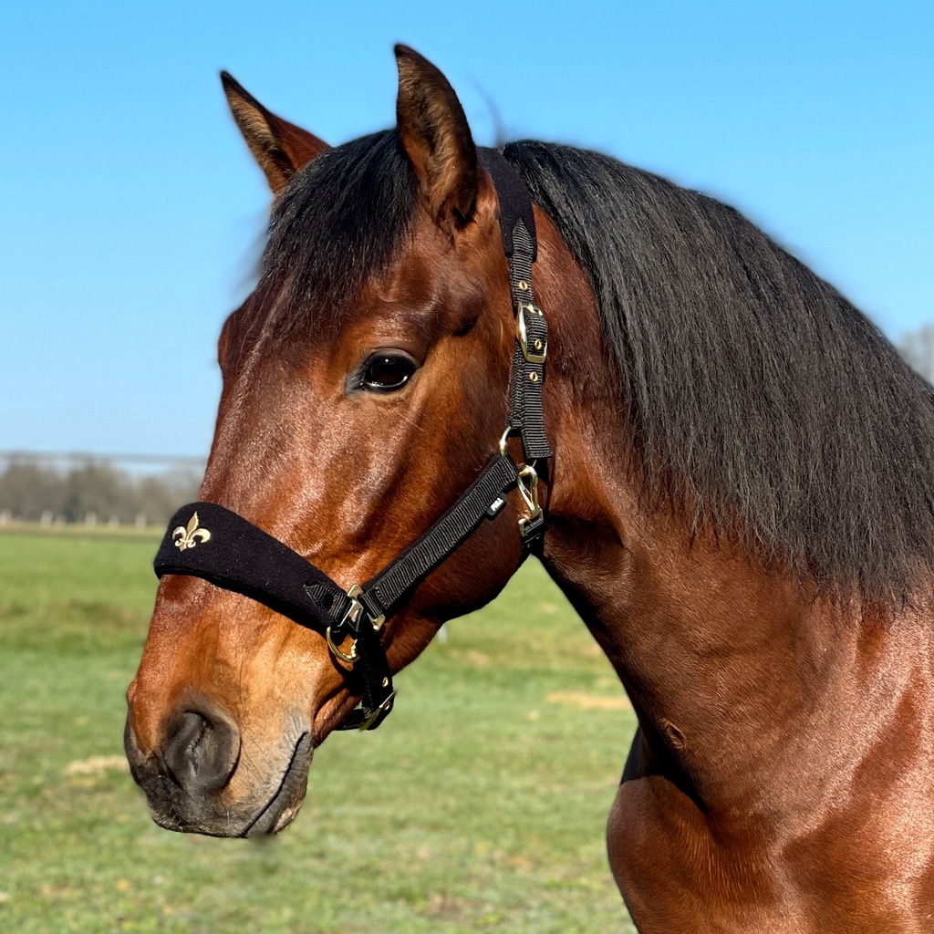 Fleece Halfter Lilly