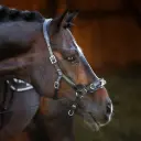 Kappzaum Neo Flexi-Iron