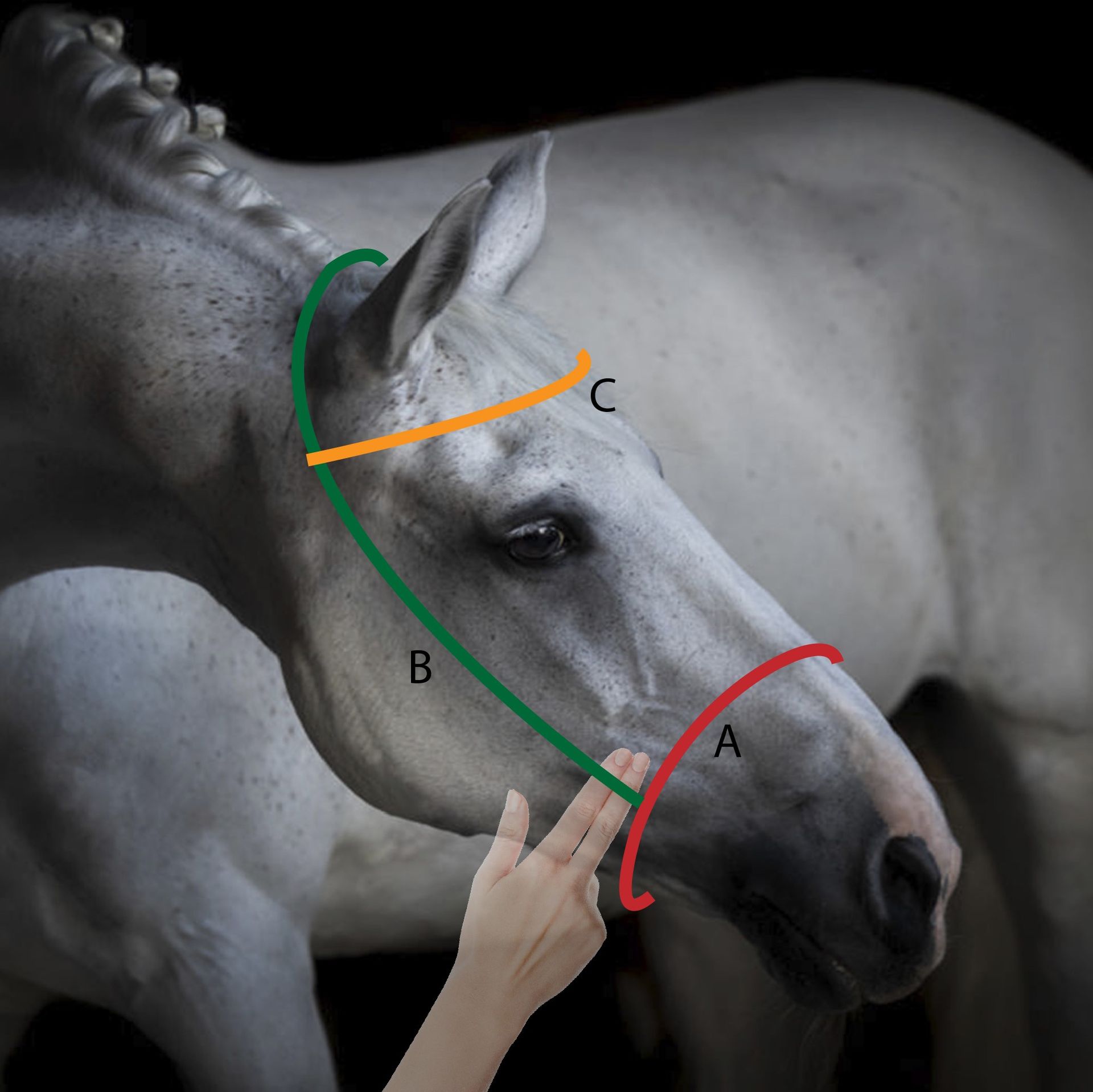 Maßbild