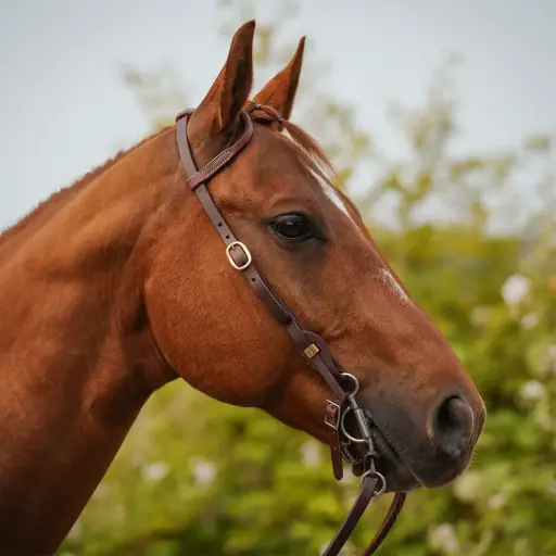 Bridón à une oreille
